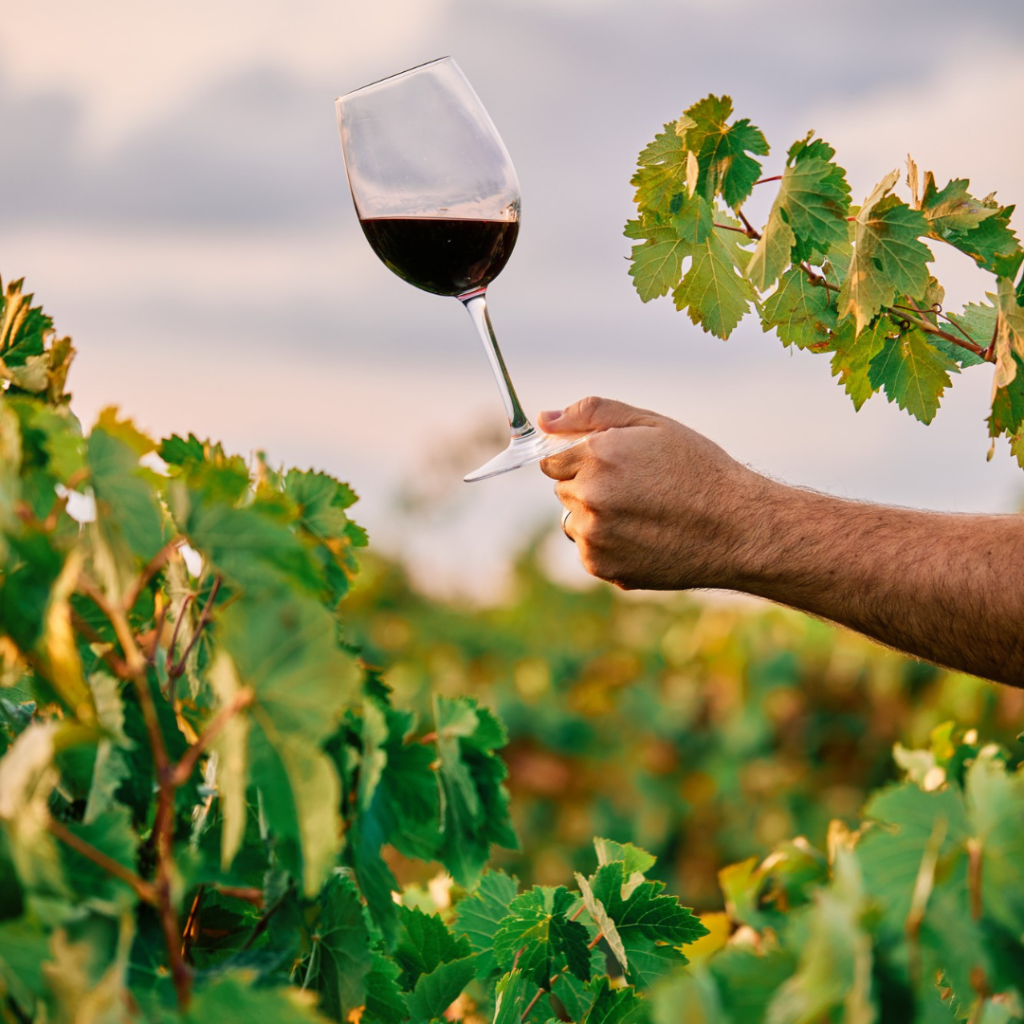Sicilian Wine