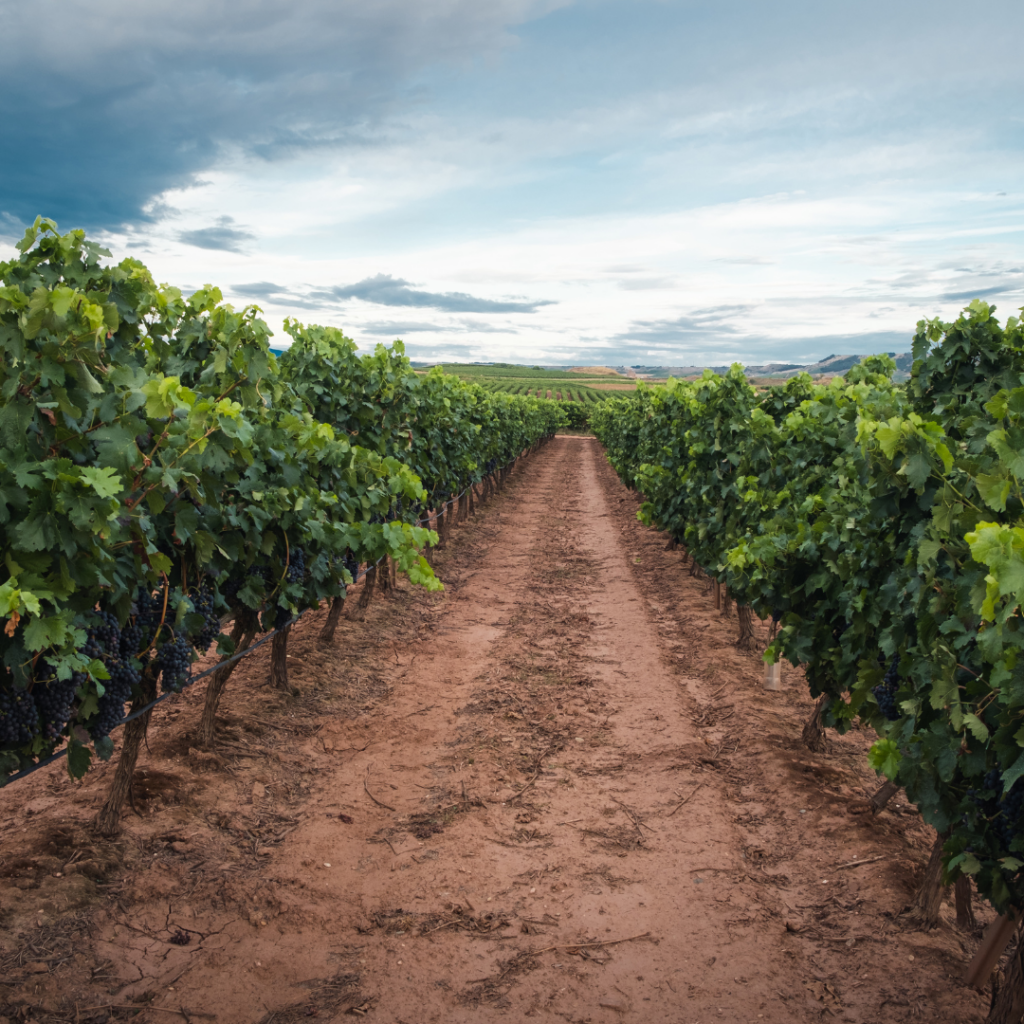 Sicilian Wine