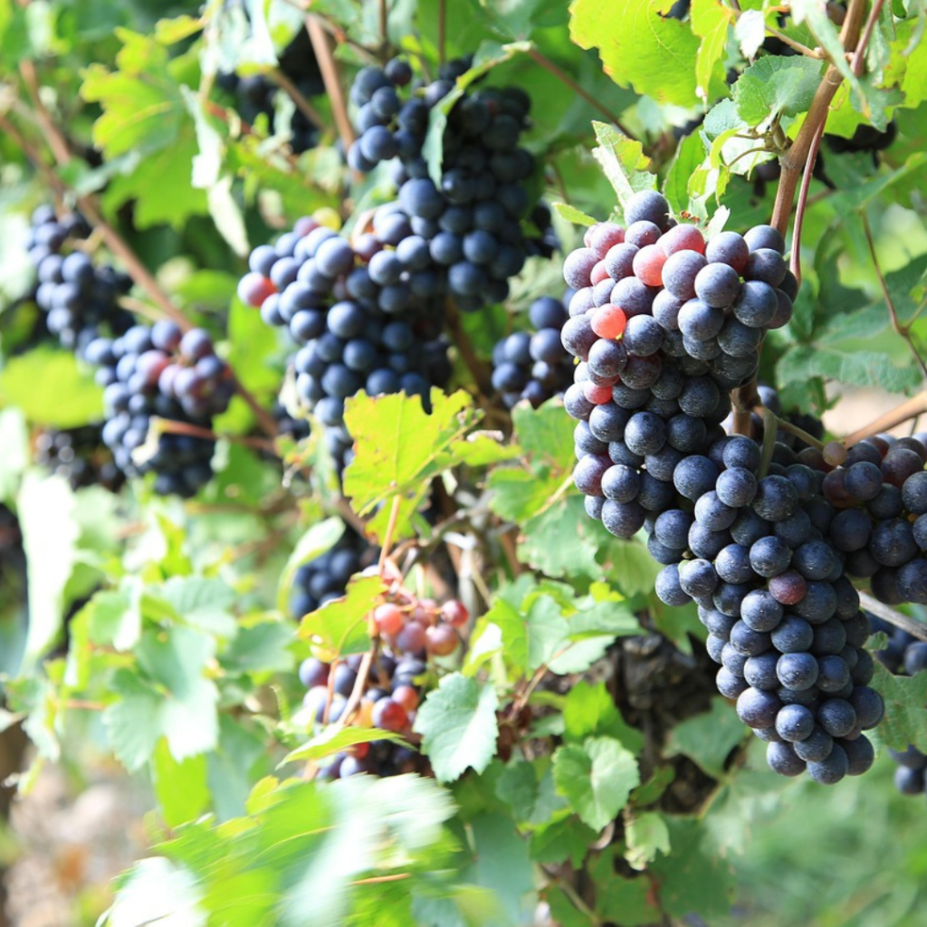 Sicilian Wine